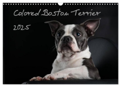 Bild von Colored Boston Terrier 2025 (Wandkalender 2025 DIN A3 quer), CALVENDO Monatskalender