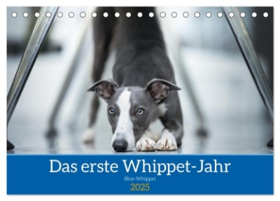 Bild von Das erste Whippet-Jahr (Tischkalender 2025 DIN A5 quer), CALVENDO Monatskalender