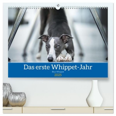 Bild von Das erste Whippet-Jahr (hochwertiger Premium Wandkalender 2025 DIN A2 quer), Kunstdruck in Hochglanz