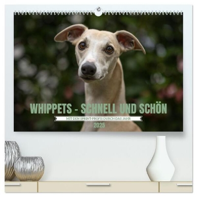 Bild zu WHIPPETS - SCHNELL UND SCHÖN (hochwertiger Premium Wandkalender 2025 DIN A2 quer), Kunstdruck in Hochglanz