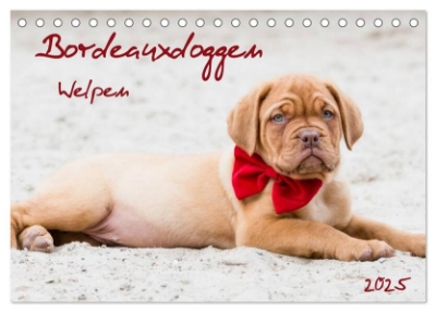 Bild von Bordeauxdoggen Welpen (Tischkalender 2025 DIN A5 quer), CALVENDO Monatskalender