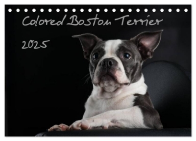 Bild von Colored Boston Terrier 2025 (Tischkalender 2025 DIN A5 quer), CALVENDO Monatskalender