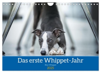 Bild von Das erste Whippet-Jahr (Wandkalender 2025 DIN A4 quer), CALVENDO Monatskalender