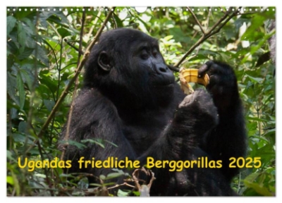 Bild von Ugandas friedliche Berggorillas (Wandkalender 2025 DIN A3 quer), CALVENDO Monatskalender