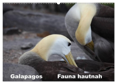 Bild von Galapagos. Fauna hautnah (Wandkalender 2025 DIN A2 quer), CALVENDO Monatskalender