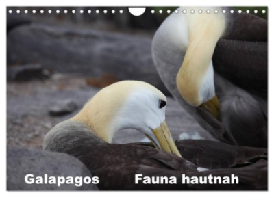 Bild von Galapagos. Fauna hautnah (Wandkalender 2025 DIN A4 quer), CALVENDO Monatskalender