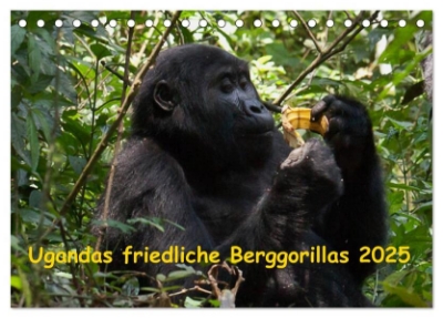 Bild von Ugandas friedliche Berggorillas (Tischkalender 2025 DIN A5 quer), CALVENDO Monatskalender