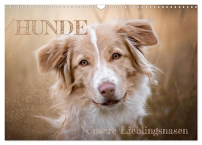 Bild von Hunde - Unsere Lieblingsnasen (Wandkalender 2025 DIN A3 quer), CALVENDO Monatskalender