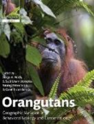 Bild von Orangutans