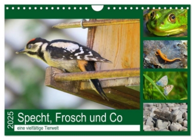 Bild von Specht, Frosch und Co - eine vielfältige Tierwelt (Wandkalender 2025 DIN A4 quer), CALVENDO Monatskalender